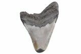 Bargain, Fossil Megalodon Tooth - South Carolina #358994-1